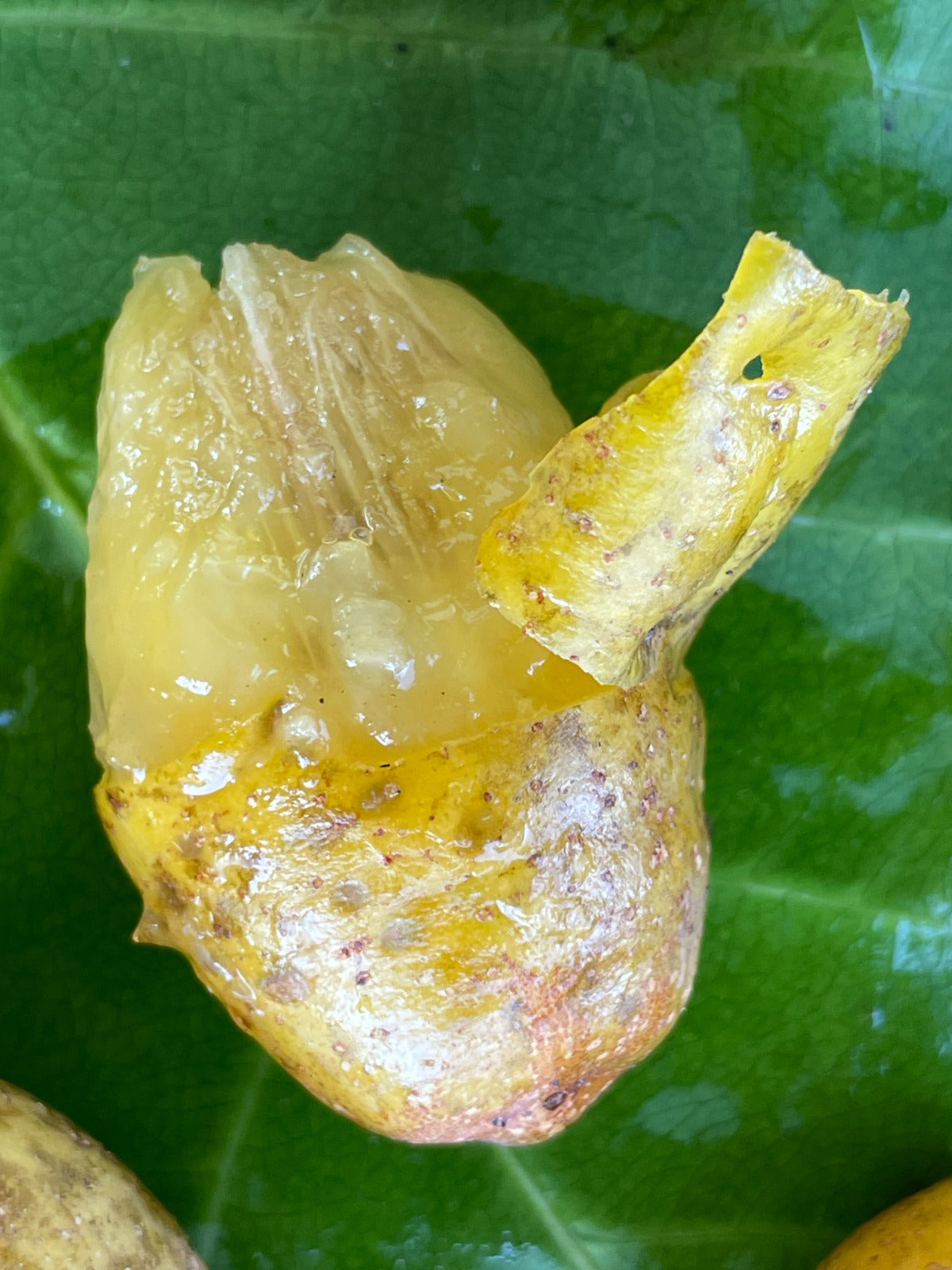 Spondias venulosa