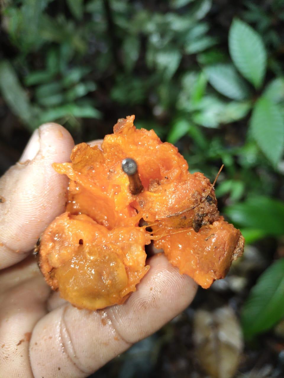Mouriri sp. "Coronado"