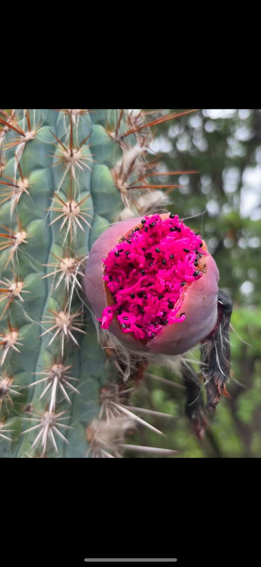 Pilosocereus gounelii