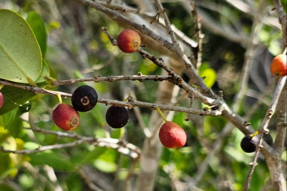 Eugenia pluriflora
