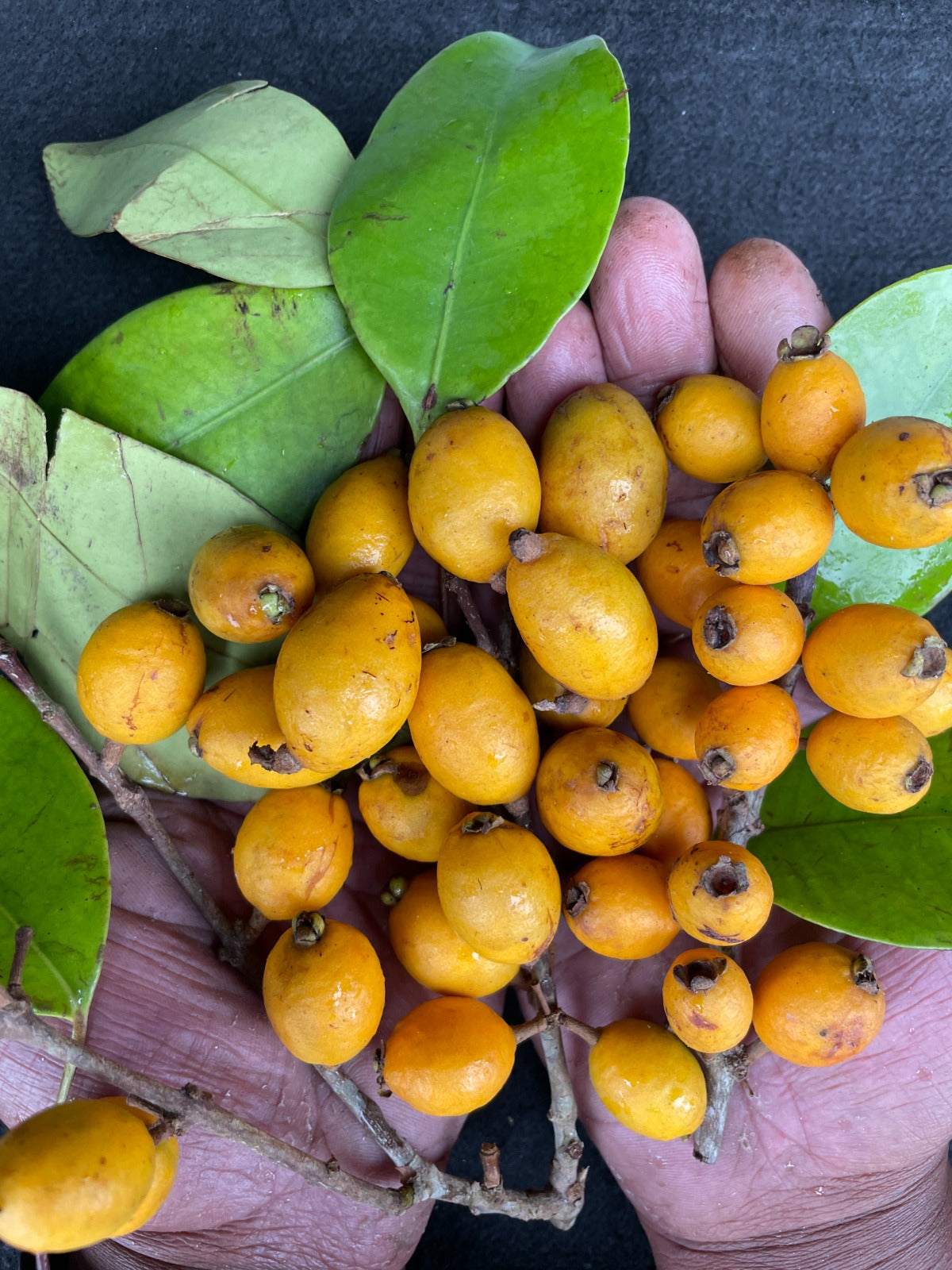 Eugenia sp. "Golden Olive"