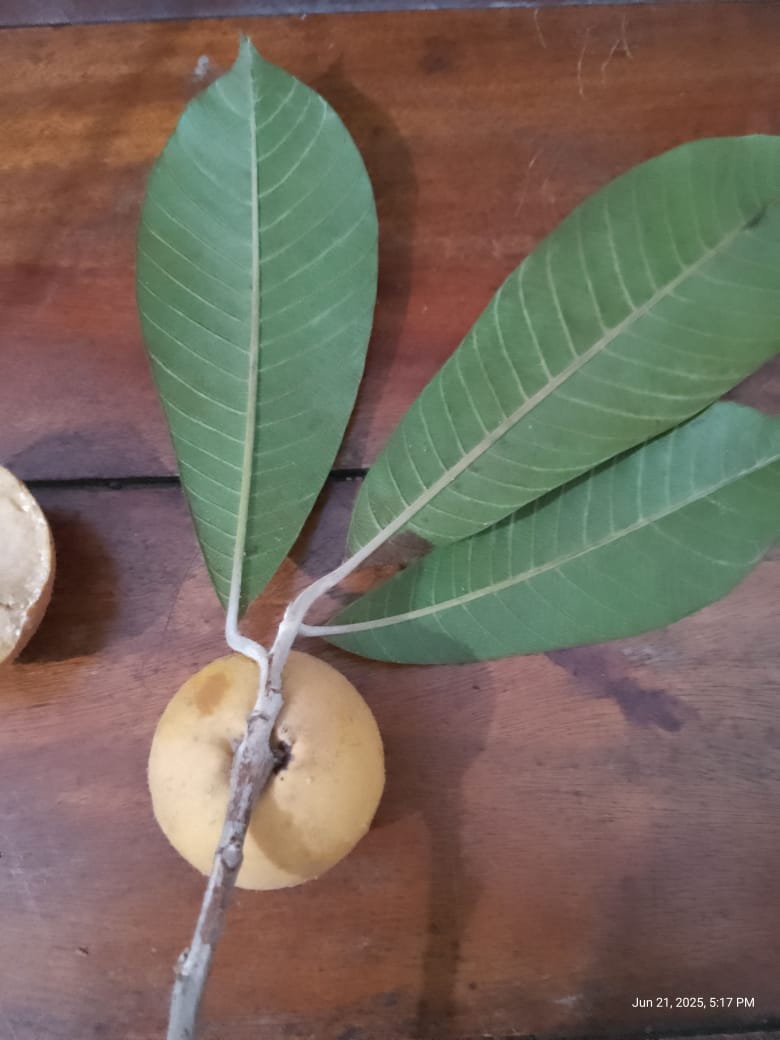 Pouteria torta var. "Extremo sul Bahia"