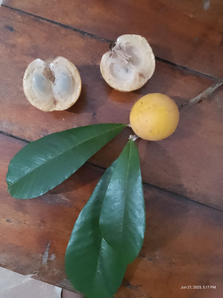 Pouteria torta var. "Extremo sul Bahia"