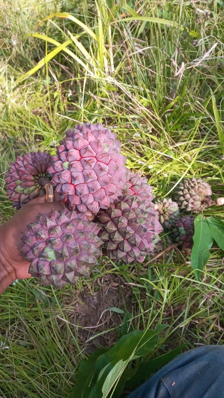 Duguetia cf. valllicola