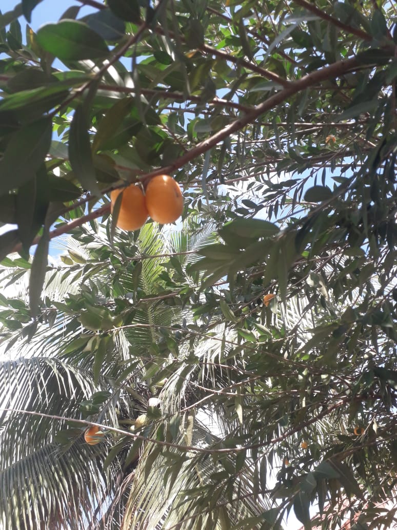 Eugenia aff. pyriformis "Uvaia de Rondônia"