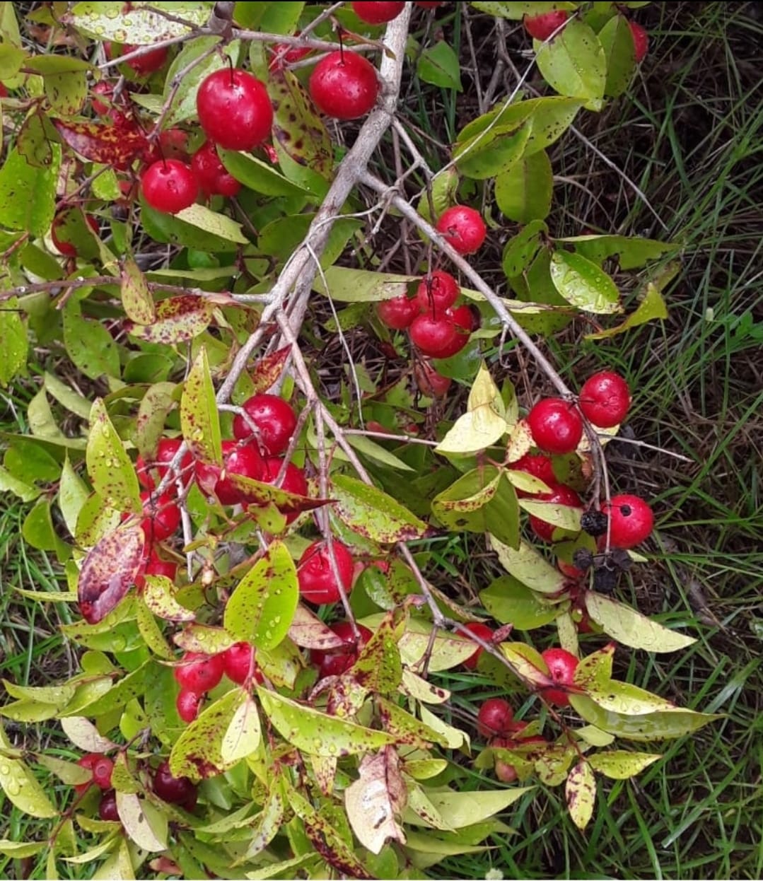Eugenia aff. patrissi - GERMINATED