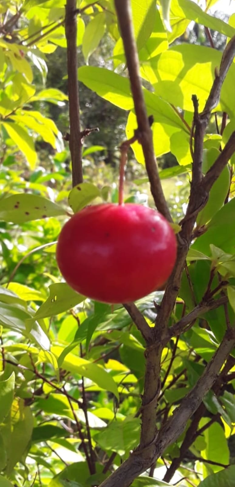 Eugenia aff. patrissi - GERMINATED