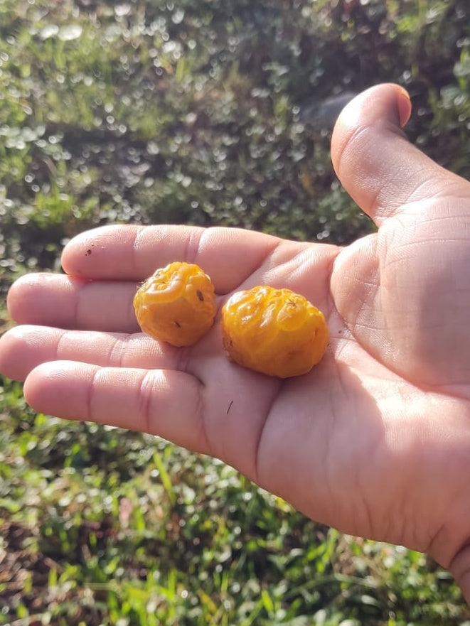 Brosimum lactescens