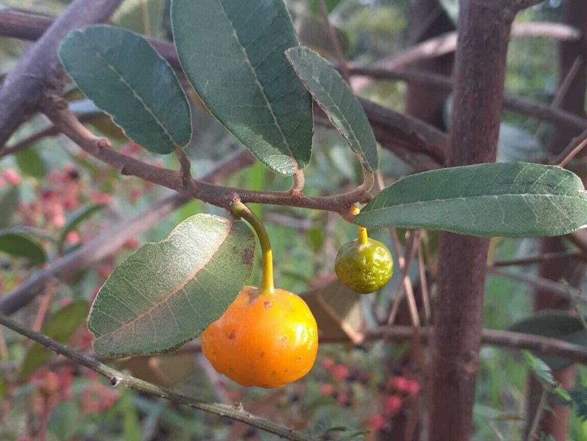 Brosimum gaudichaudii "Mama Cadela"