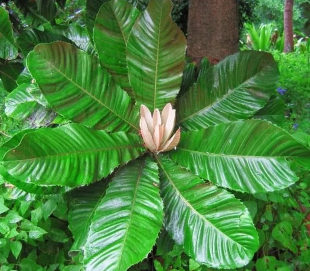 Chrysophyllum imperiale