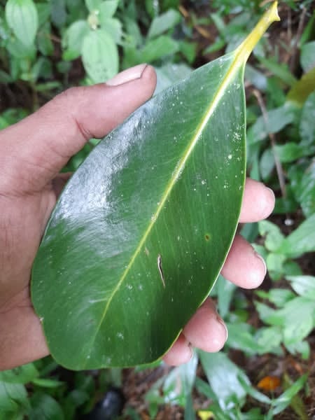 Garcinia bancana