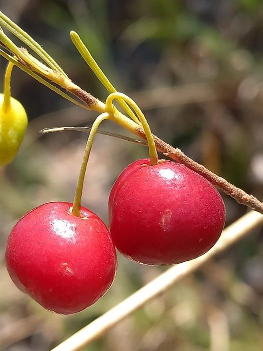 Eugenia angustissima "Vermelha"