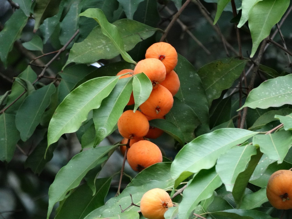 Eugenia beaurepairiana