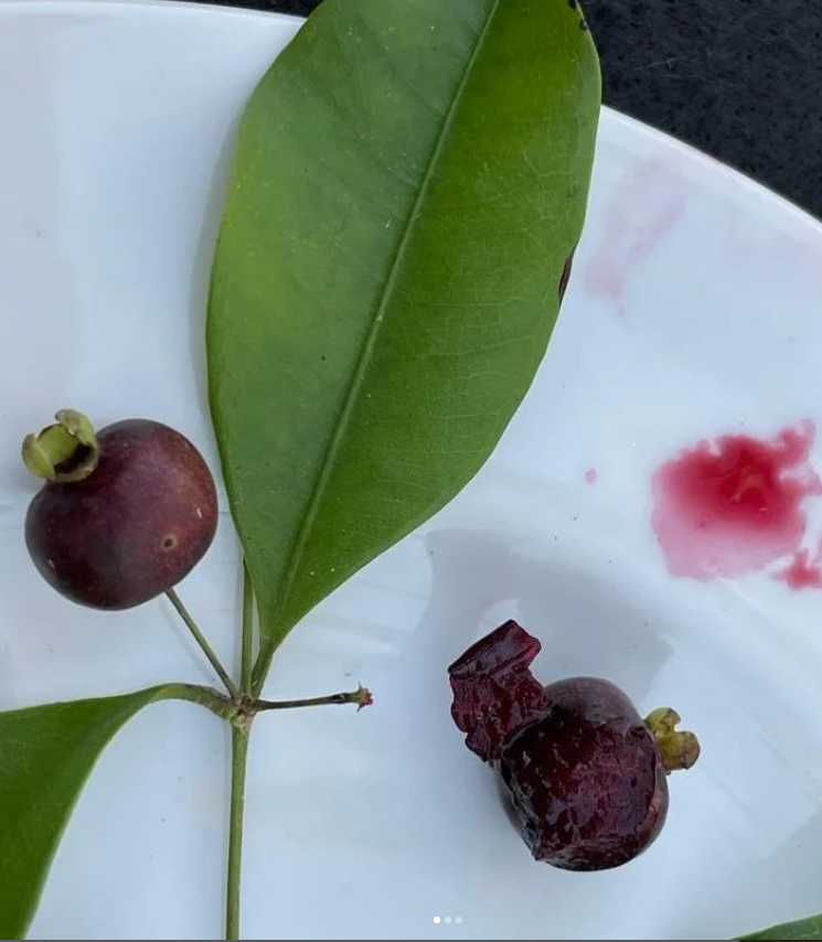 Eugenia excelsa