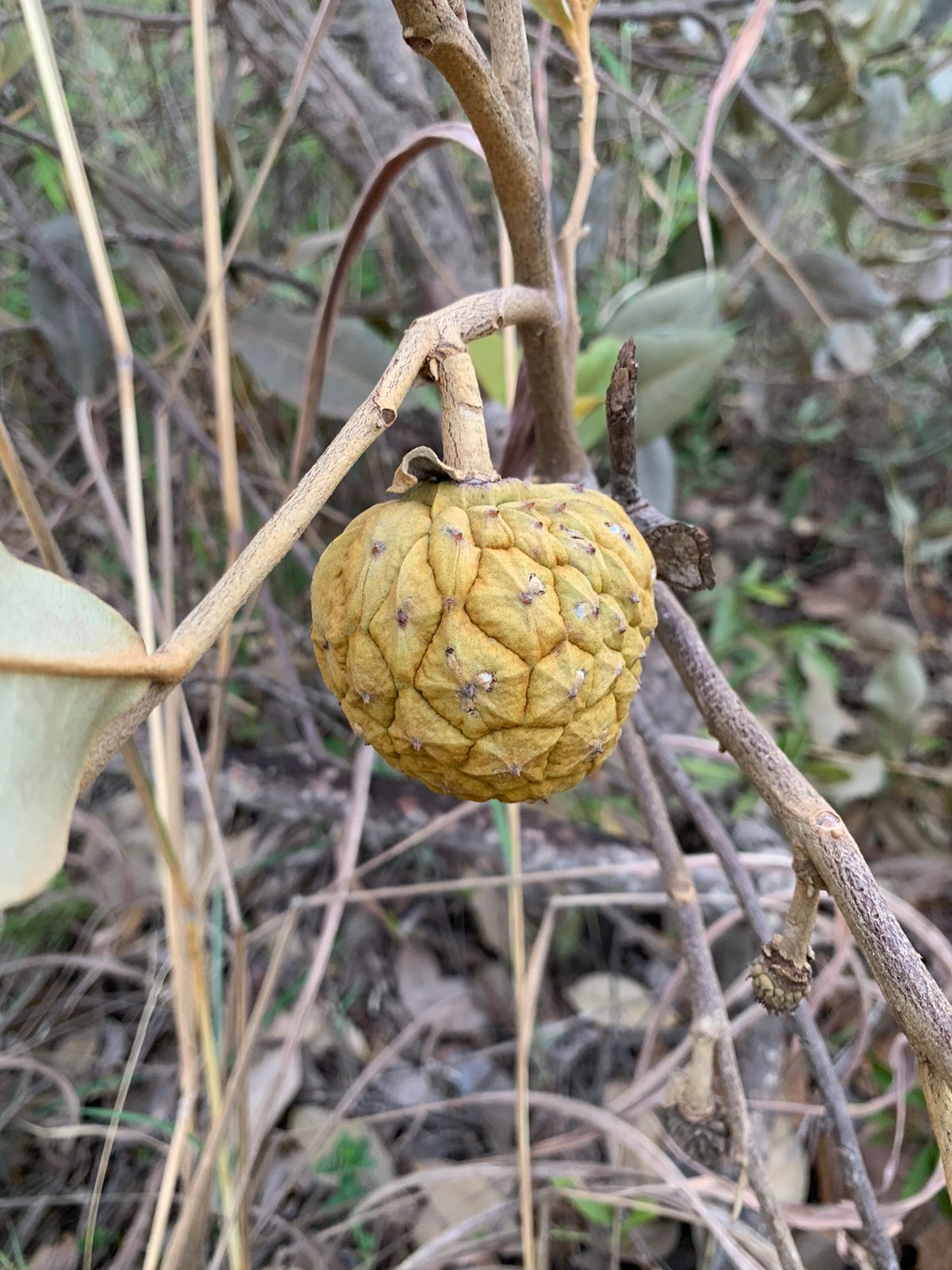 Duguetia furfuracea