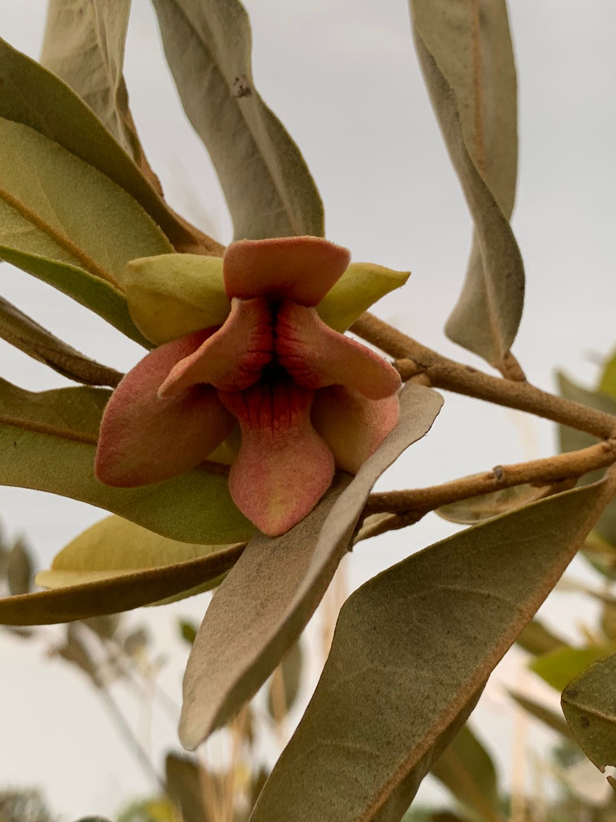 Duguetia furfuracea