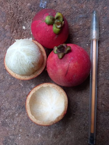 Garcinia hombroniana "Seashore Mangosteen"