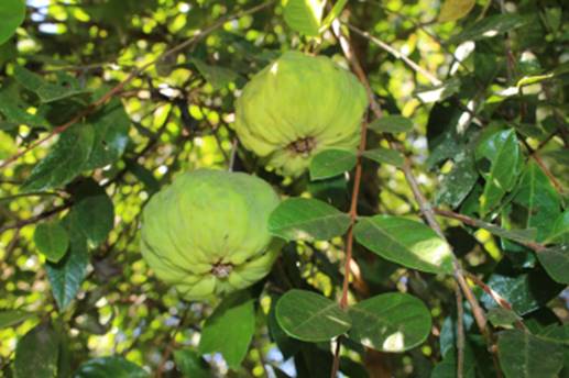 Campomanesia sp. "CAMBUCÍ AÇÚ"