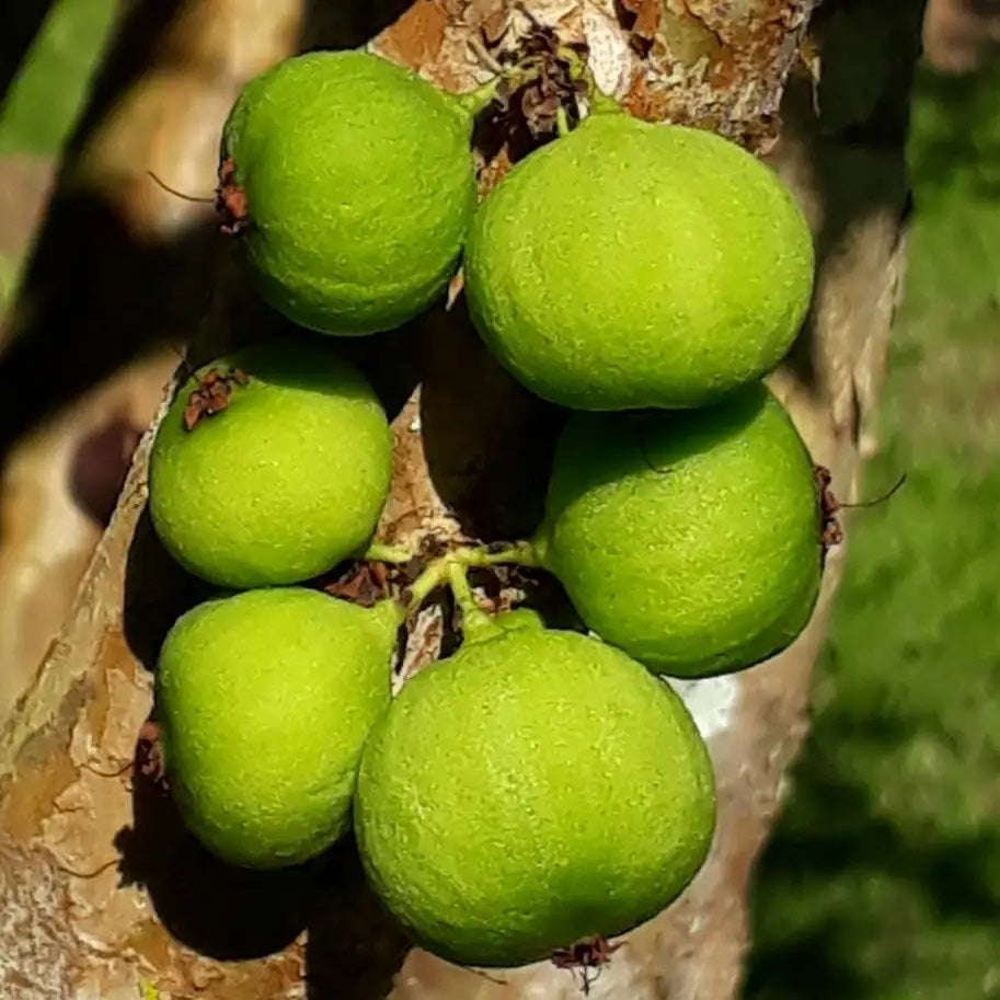 Plinia aureana "Lemongrass"