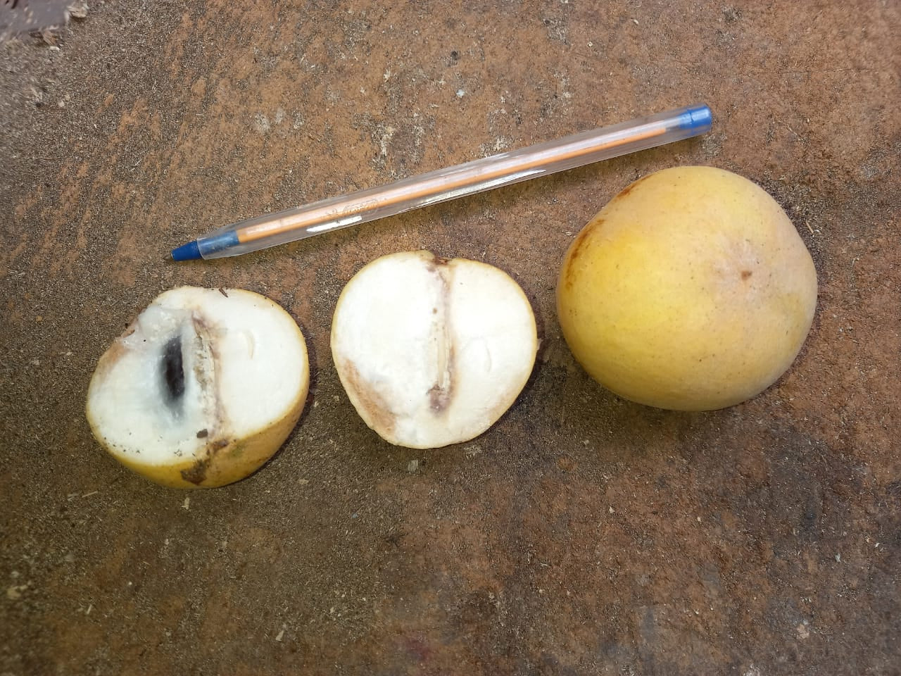 Pouteria sp. "PQ2"