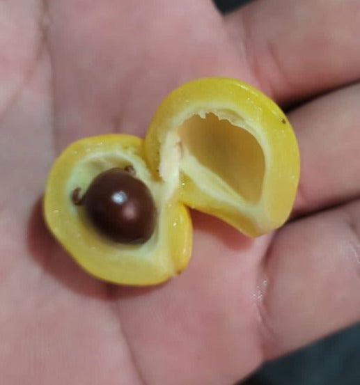 Pouteria sp. "Abiu Maranhão"
