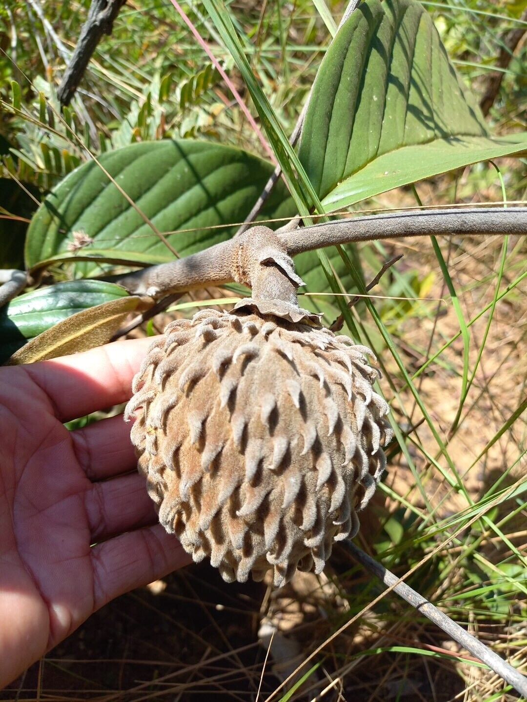 Annona monticola