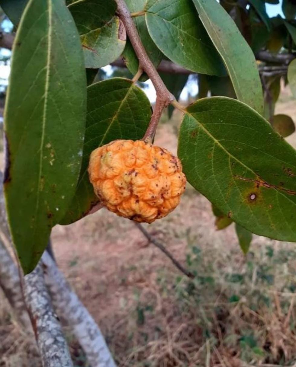 Annona sp. Caatinga Laranja
