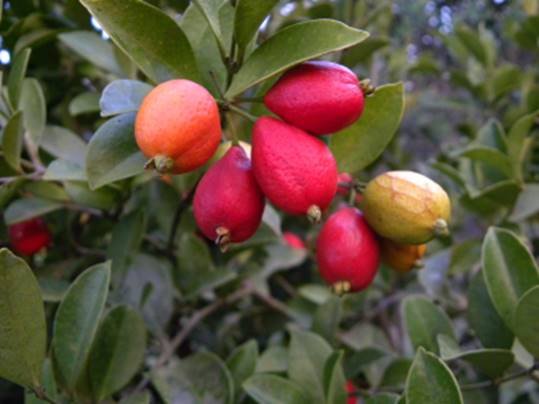 Eugenia stigmatosa "Guarimi"