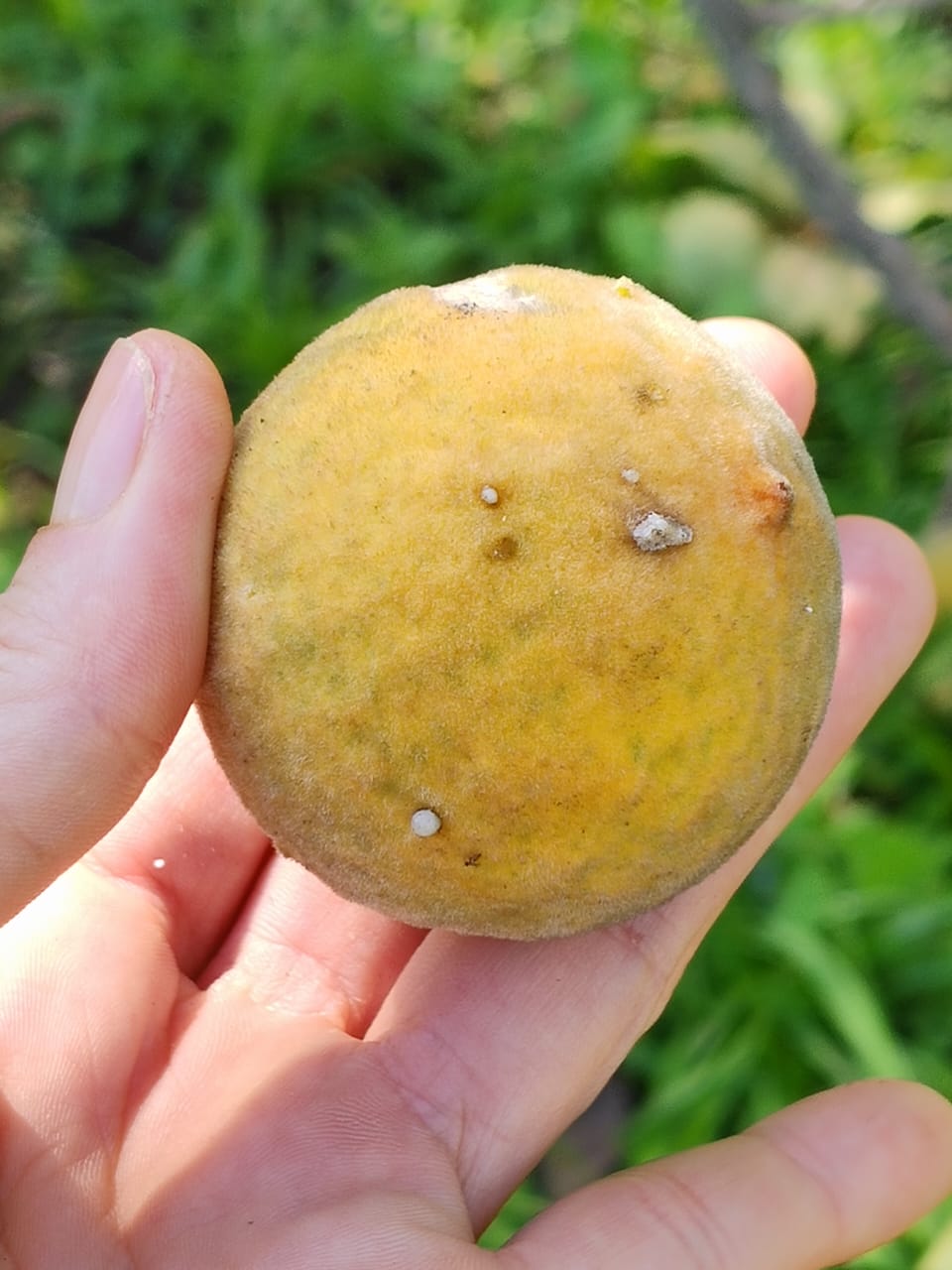 Pouteria torta 'Cerrado Guapeva'