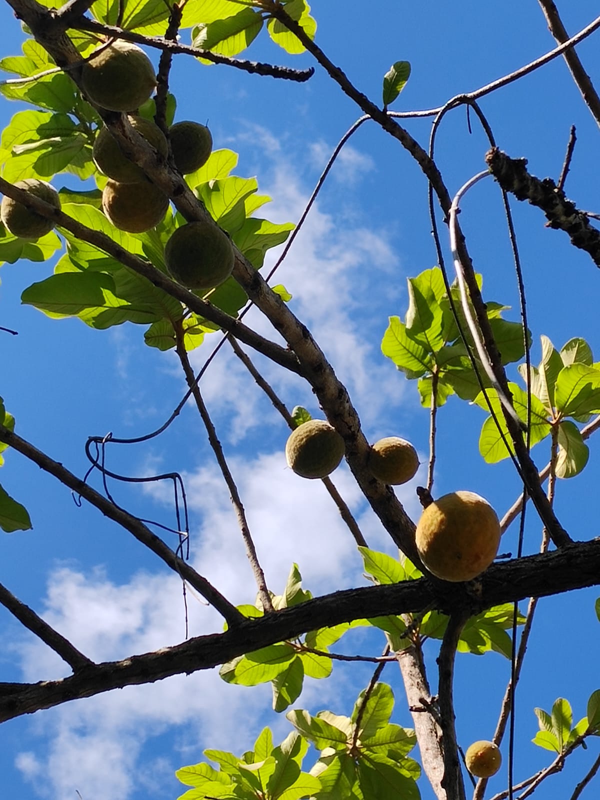 Pouteria torta 'Cerrado Guapeva'