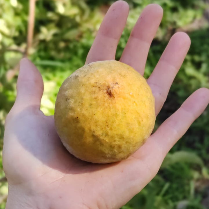 Pouteria torta 'Cerrado Guapeva'