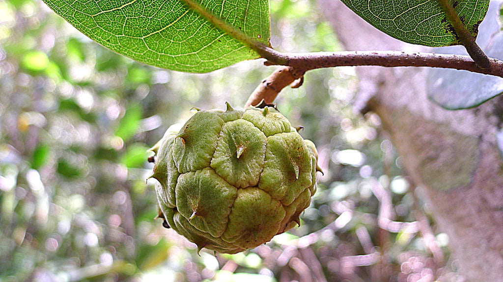 Duguetia moricandiana