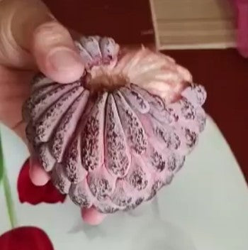 Annona squamosa "Isan Indigo"