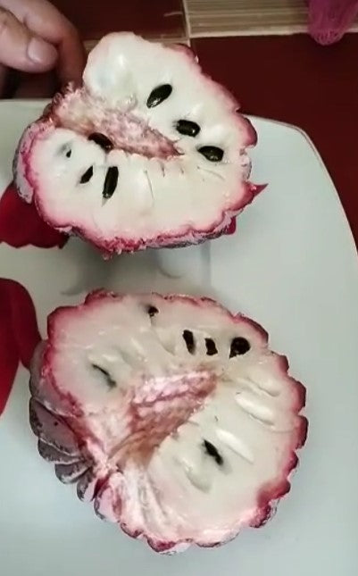 Annona squamosa "Isan Indigo"
