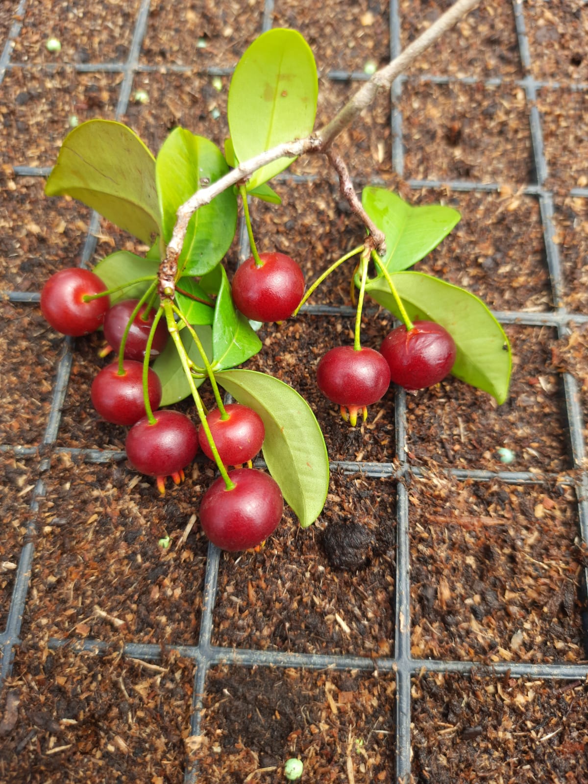 Eugenia sp. "Preta"