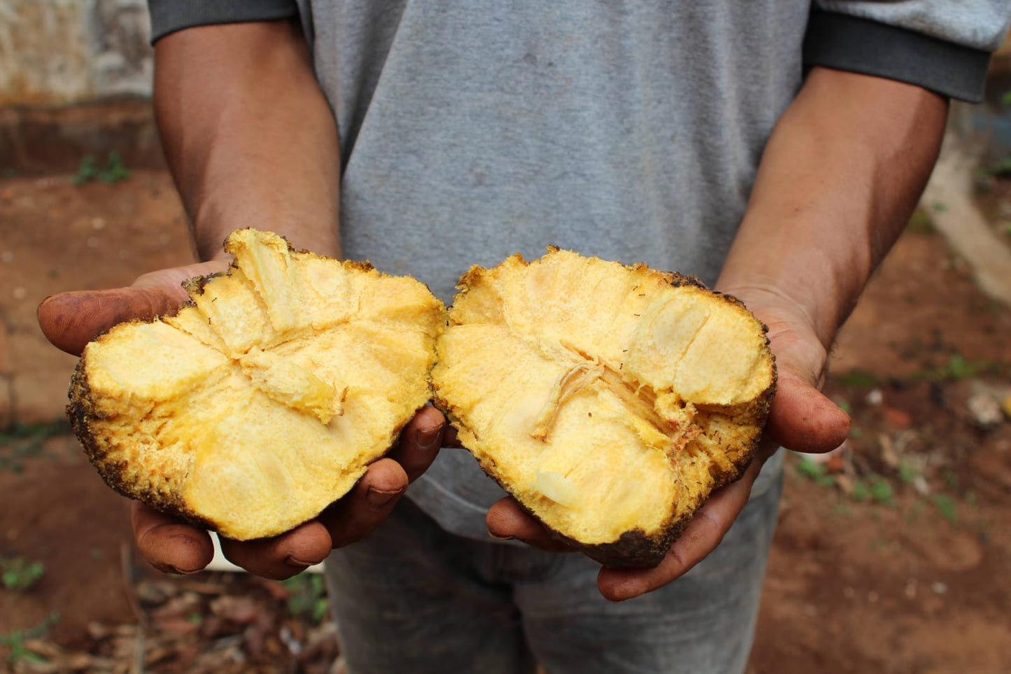 Annona coriacea "Ariticum-Catí"