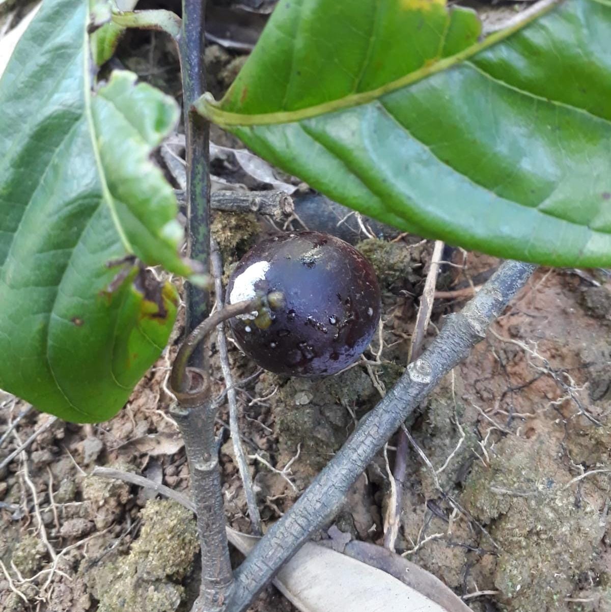 Pouteria sp. "Abiu Negro" - GERMINATED