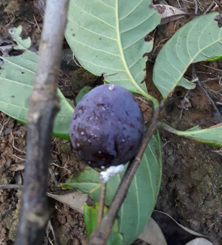 Pouteria sp. "Abiu Negro" - GERMINATED