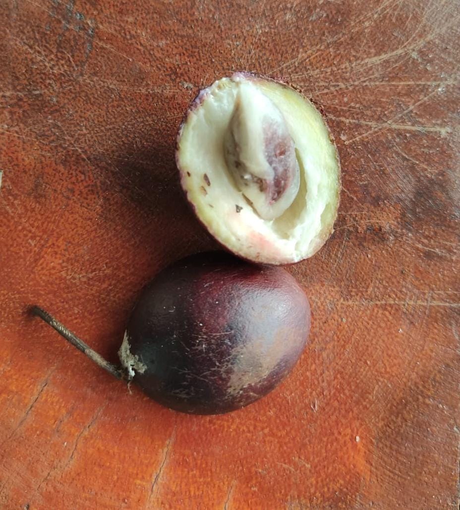 Pouteria sp. "Abiu Negro" - GERMINATED