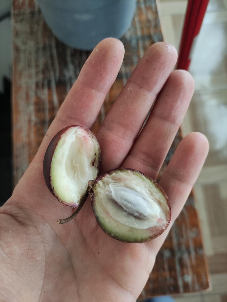 Pouteria sp. "Abiu Negro" - GERMINATED
