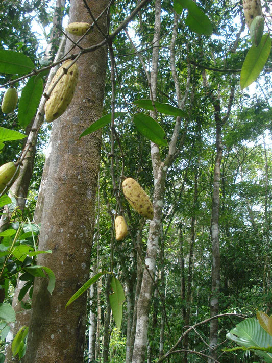 Ambelania acida "Pajil Ruro"