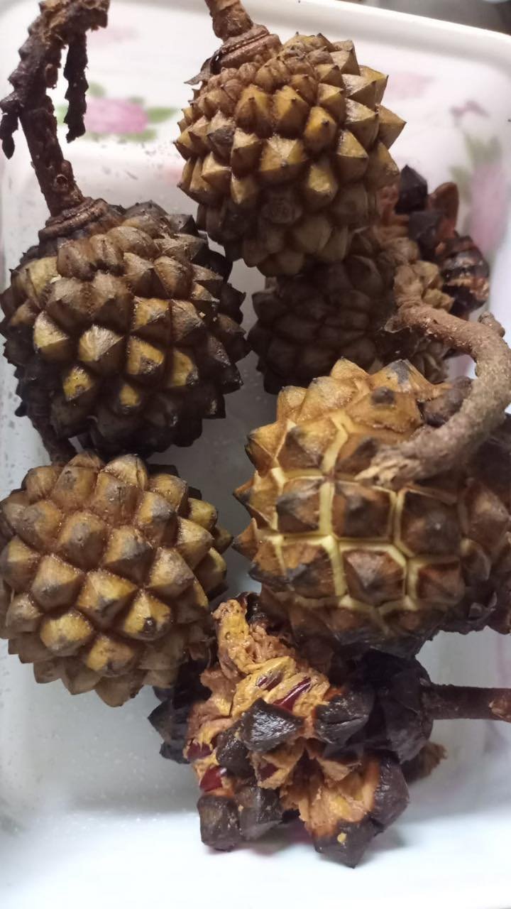 Duguetia stelechanta