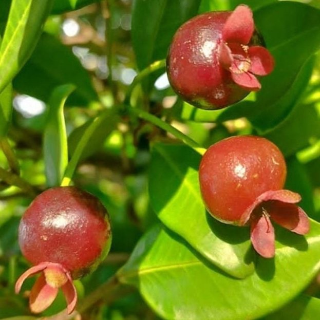 Eugenia brasiliensis var. erythrocarpa "Red Grumixama"