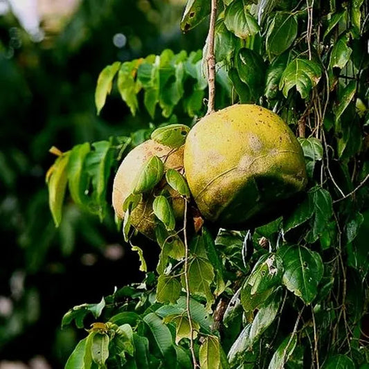 Alsomitra macrocarpa