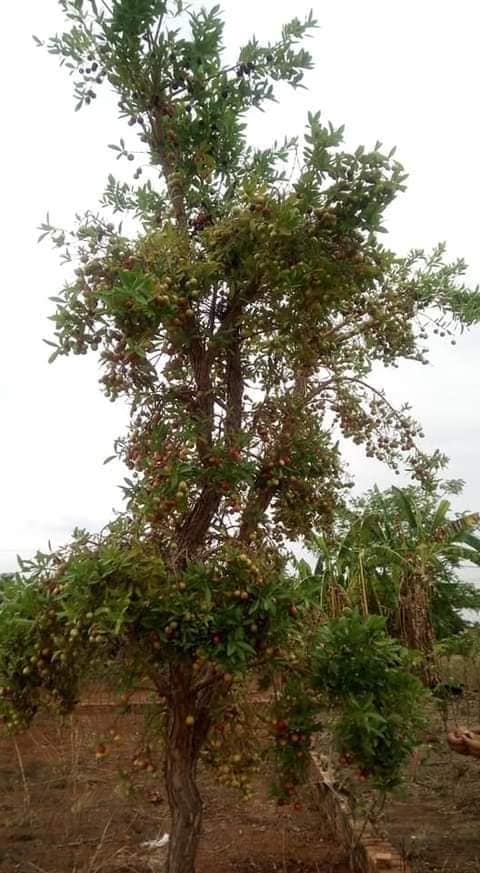 Eugenia gemmiflora