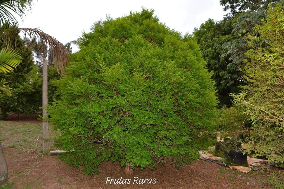 Plinia coronata "Rajada de Tatuí"