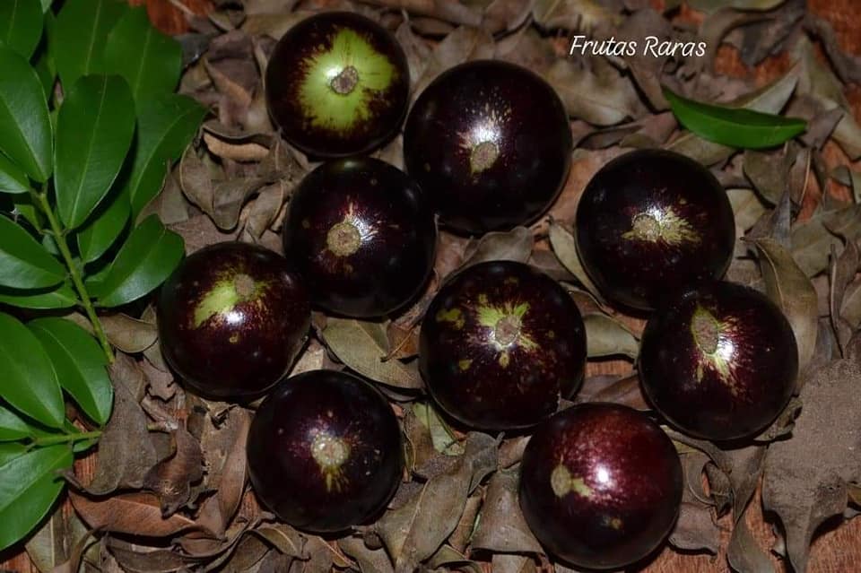 Plinia coronata "Rajada de Tatuí"