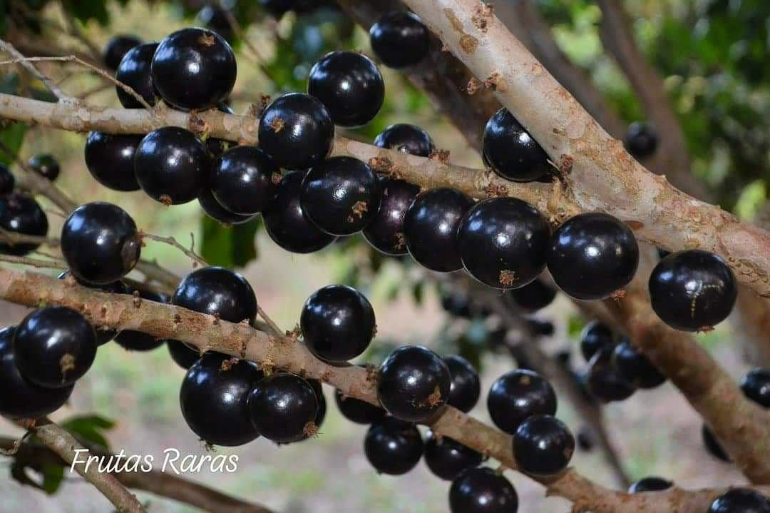 Plinia cauliflora "Otto Anderson Selection I"