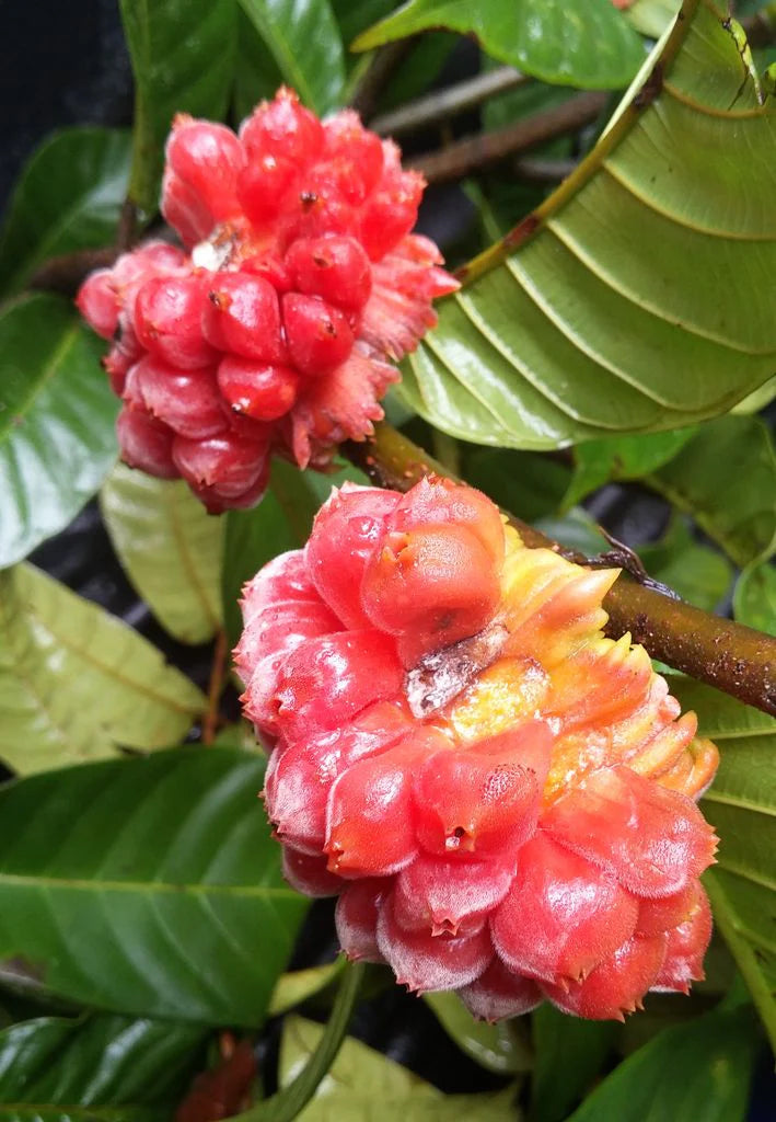 Perebea guianensis "Mão de Cachorro"