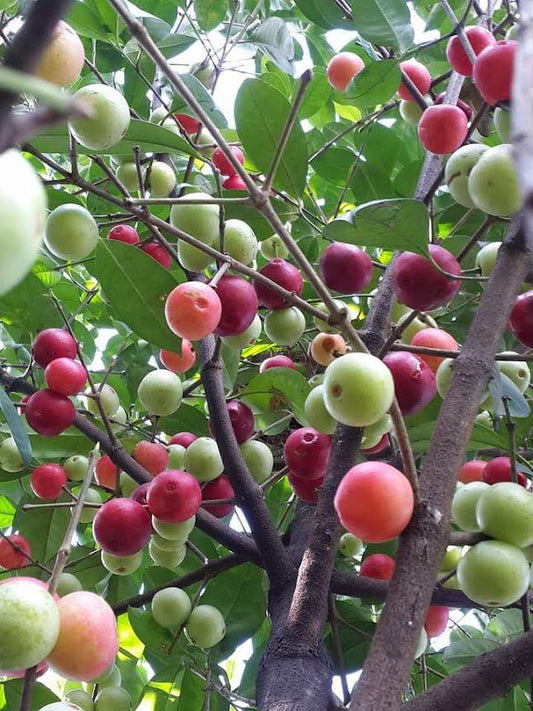 Garcinia forbesii